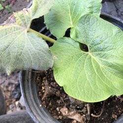Hoja Santa