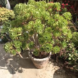 Beautiful succulent in ceramic pot