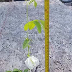 White Butterfly Pea Plant,  Live,  14" Tall