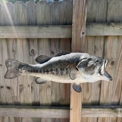 Largemouth Bass Taxidermy Mount – Realistic Fishing Wall Decor