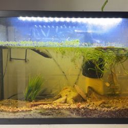 29 Gallon Fish Tank