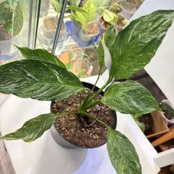 Variegated Peace Lily With Peduncle 