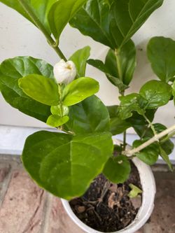 Arabian jasmine/ Multi petal