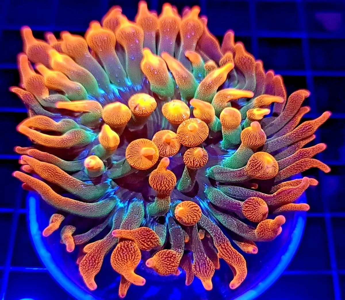 Bubble Tip Anemone Coral