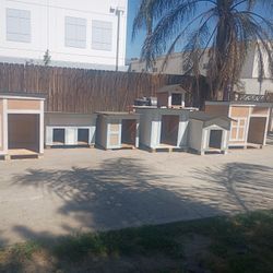Dog Houses 