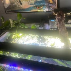 Fluval Planted Aquarium/ Fish Tank Light