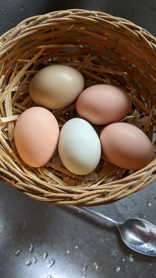 Chicken Eggs