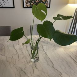 Monstera Plant