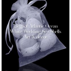 Authentic Atlantic East Coast seashells