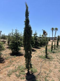 Stunning Italian Cypress Trees 12’ Tall for Sale