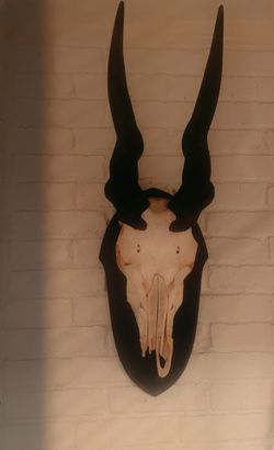 Large African Eland Skull | Euro Mount | Rustic Decor, Gothic Wall Art, Taxidermy, Oddities
