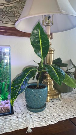 Croton Plant with Pot