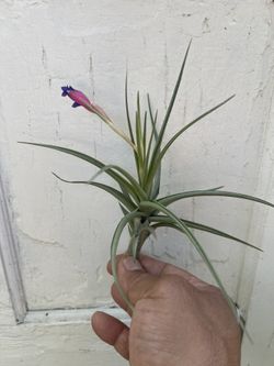 Tillandsia aeranthos, Carnation of the Air Plant (See pictures)