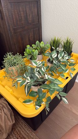 HOME DECOR PLANTS