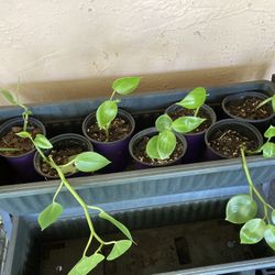 *$4 EACH* Peperomia Scandens Plants 🔻Info Below🔻