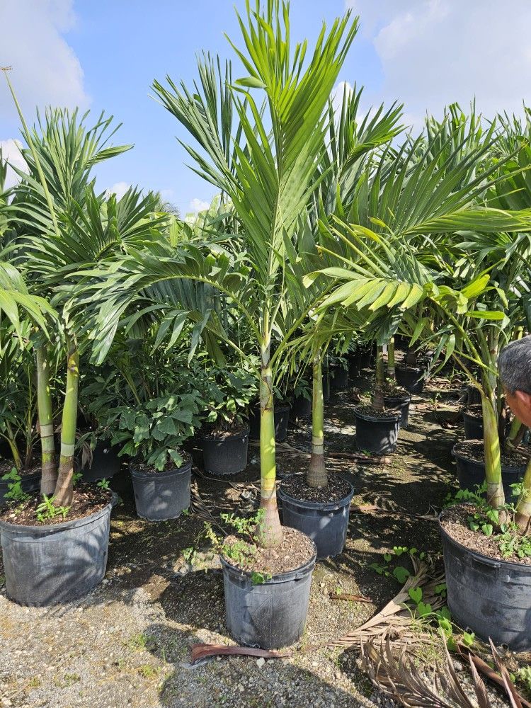 Christmas Palms Tree Adonideas Single Double Triple