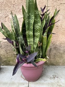 Sansevieria zeylanica,