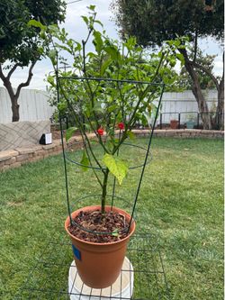 Carolina Reaper Mature Plant