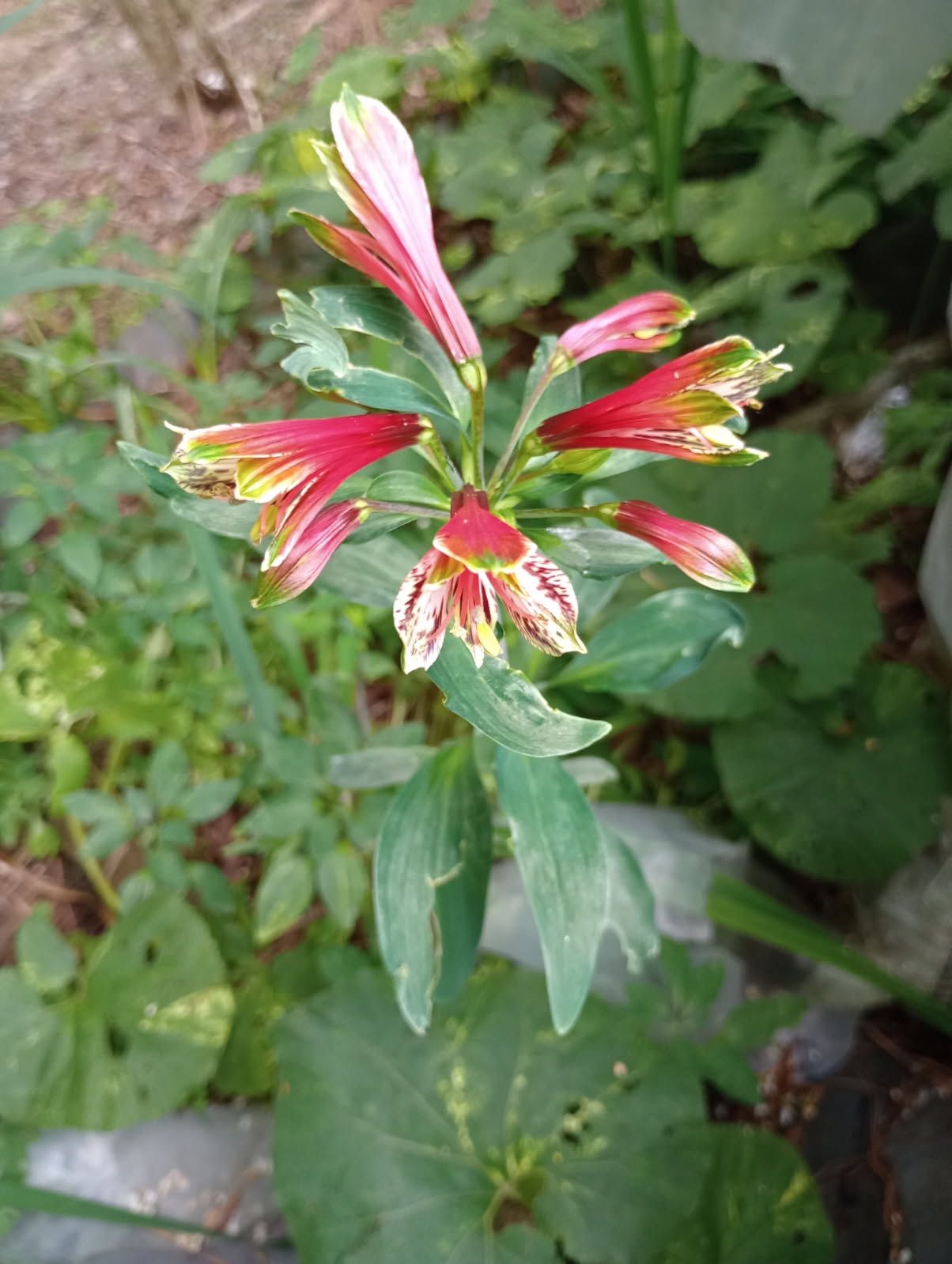 Peruvian Lily Perennial Plants (pls Read Description Below)