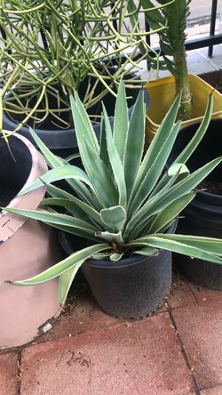 Agave angistifolia