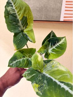 Syngonium Scrambled Eggs