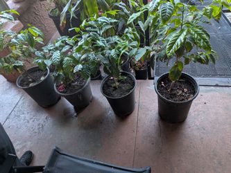 coffee tree 5 gal