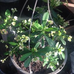 Plantas De Coronas De Flores Chicas Desde $10