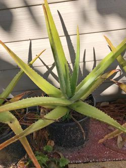 Aloe vela plants