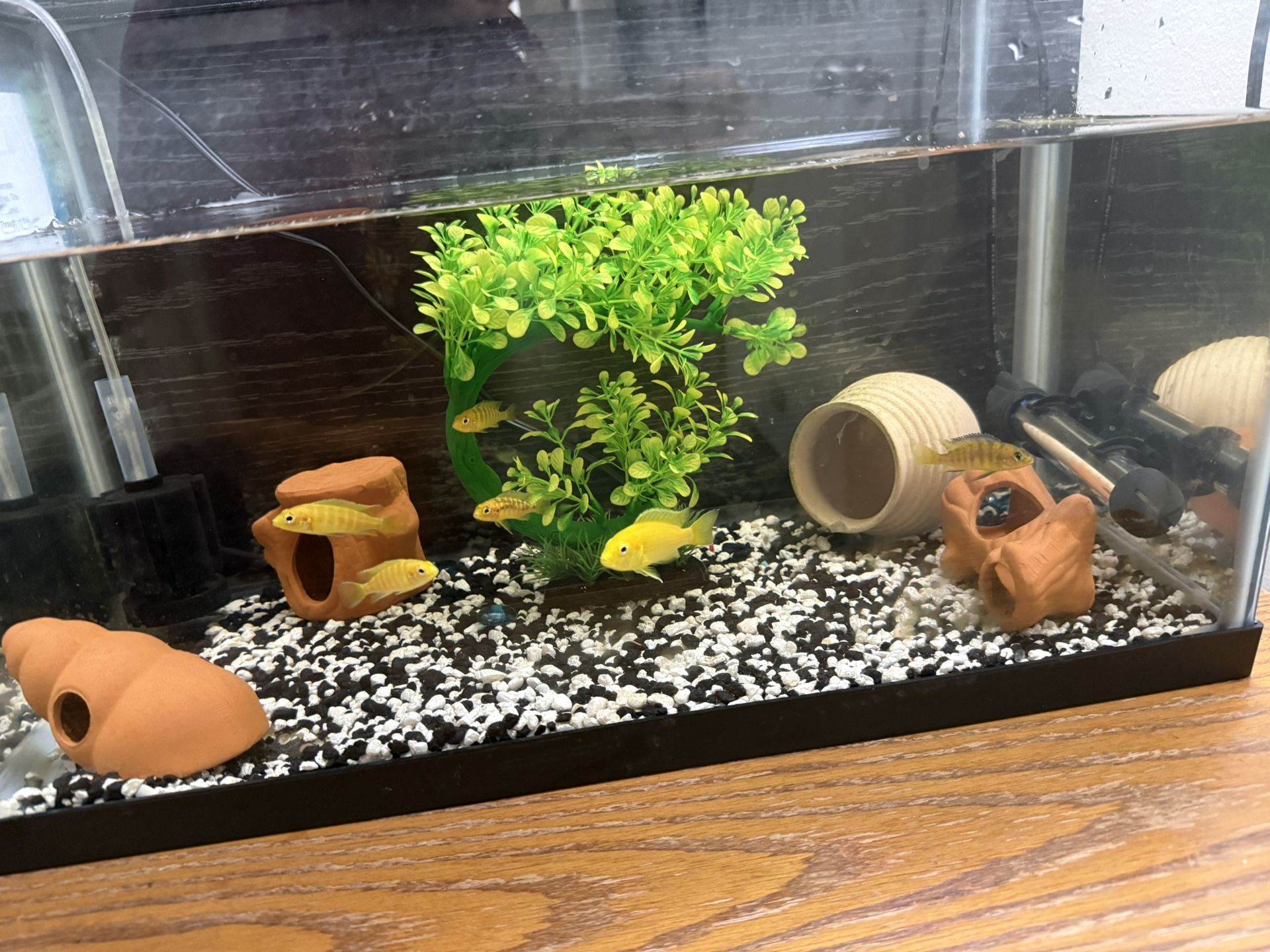 Fish Tank 