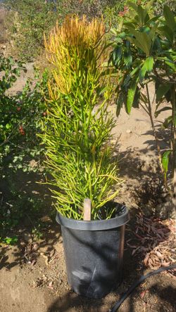 Four Large Firestick plants