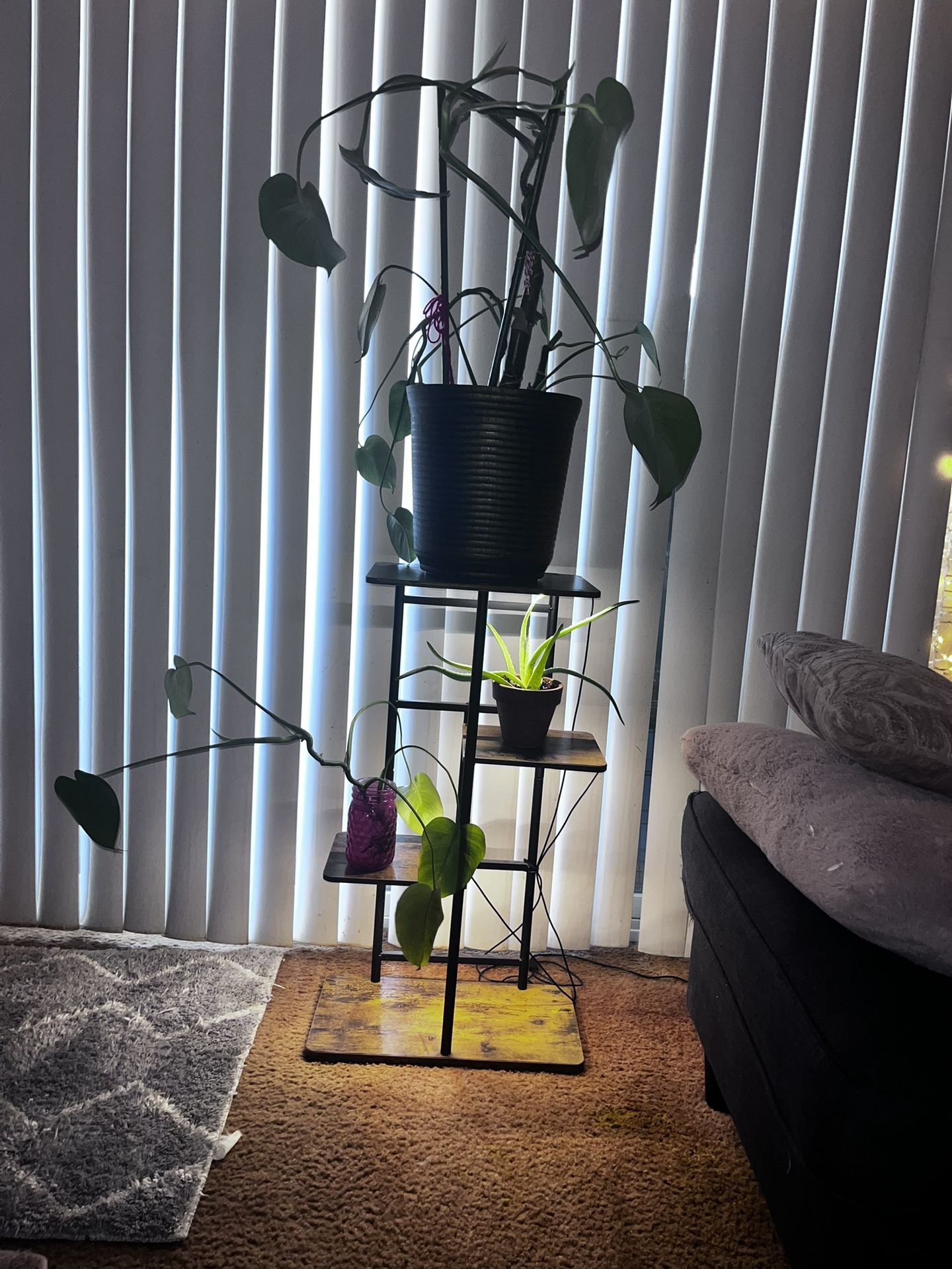 Plants