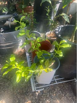 Blue Jasmin plant