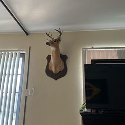 Deer Head 