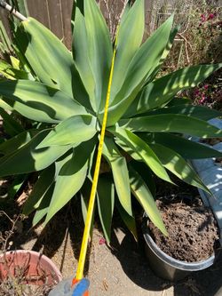 4 feet Foxtail Agave