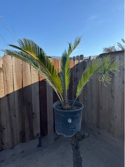 Sago palm