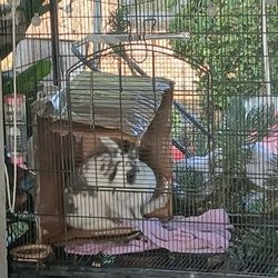Cage