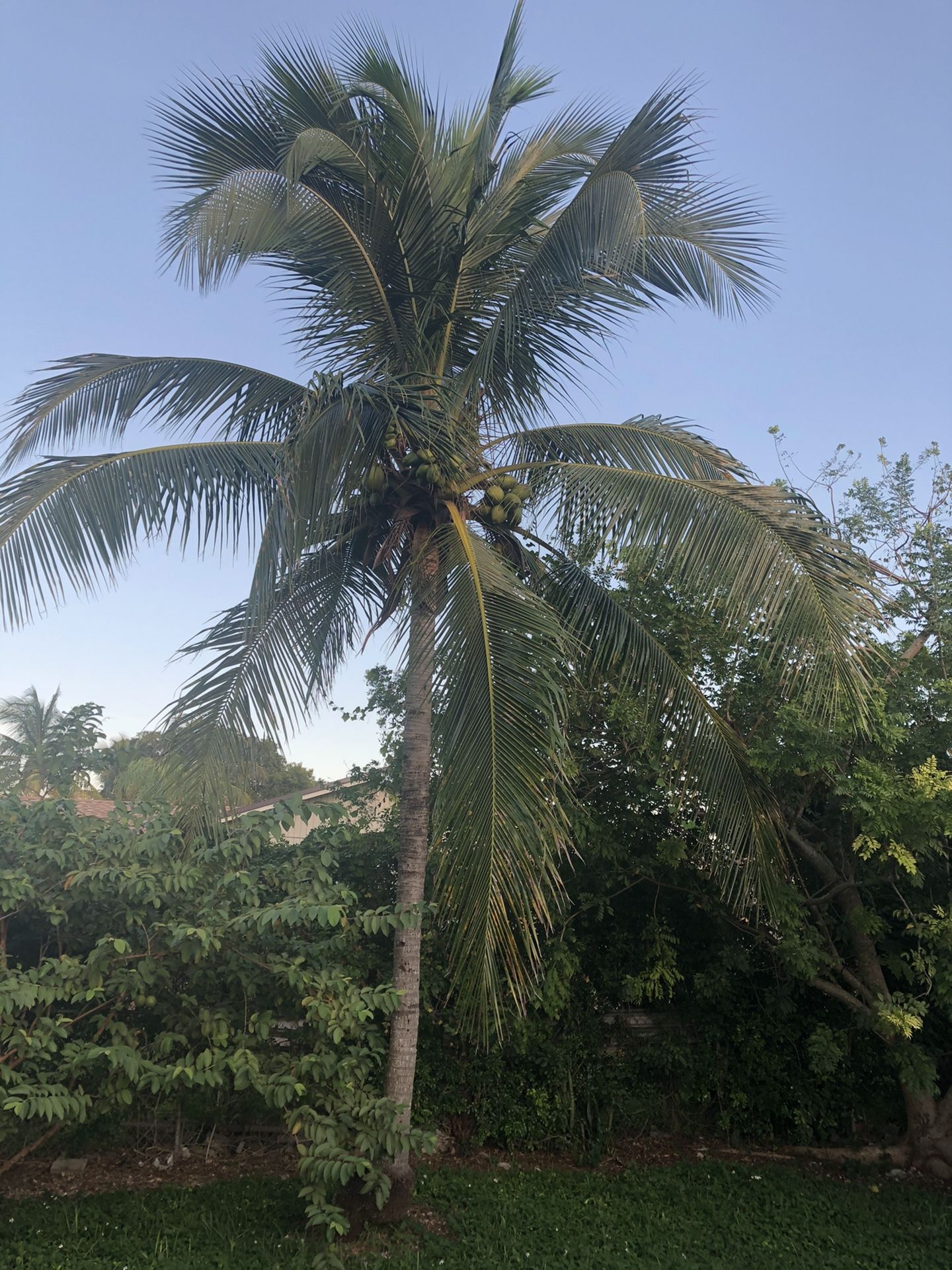 Coconut tree free