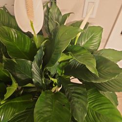 10" peace lily 31x30