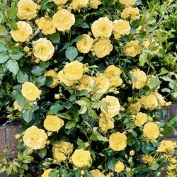 Miniature Yellow Rose plant