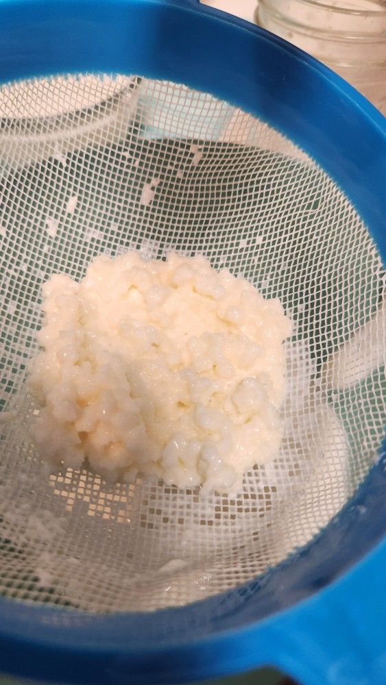 Kefir Grains 