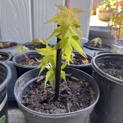 Japanese Maple Tree