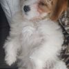 Elsie