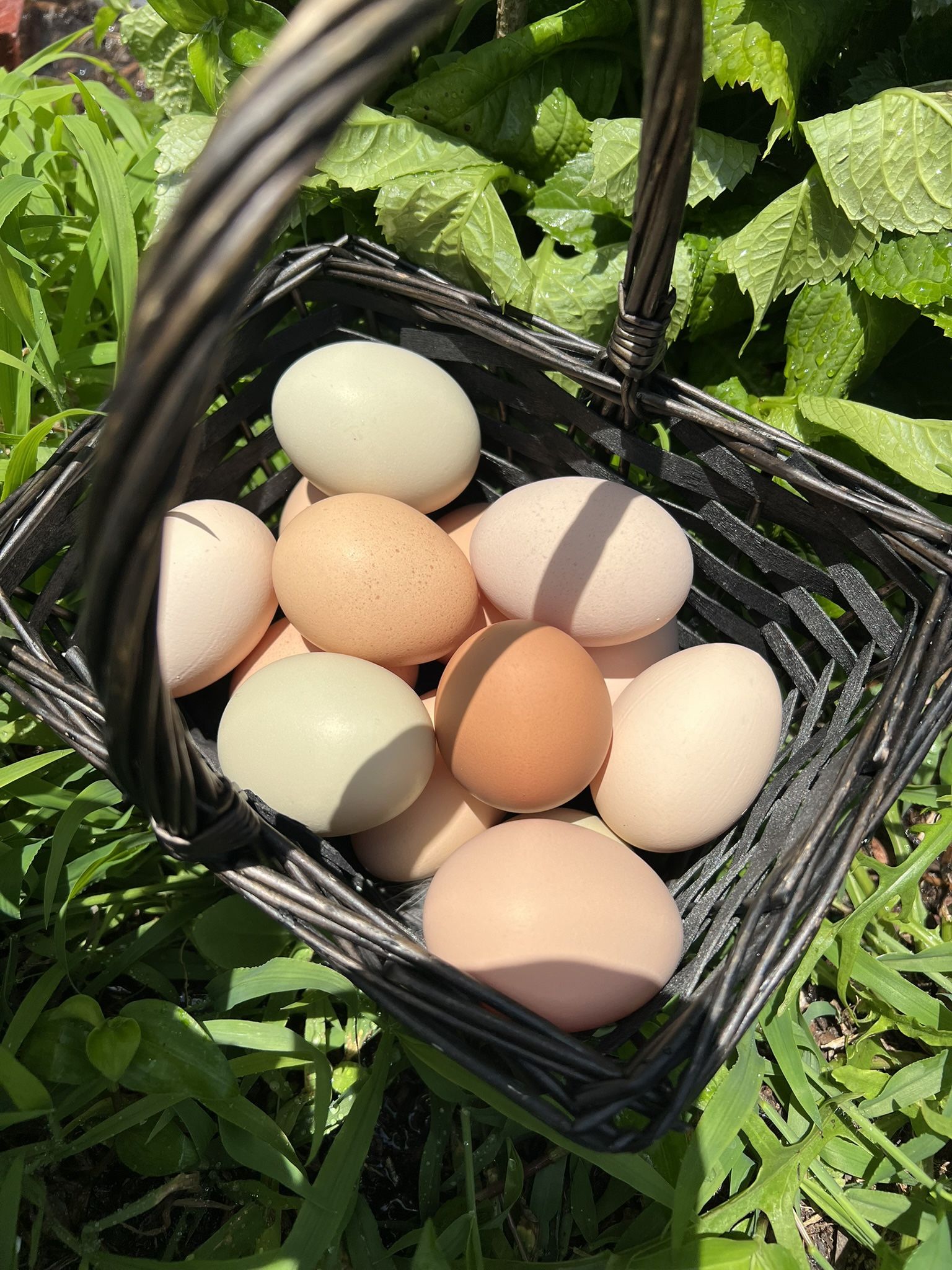 Fresh Eggs