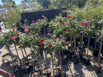 High Desert Rose Trees 5 Gallon $40 Each