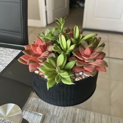 small fake succulent plant / home decor