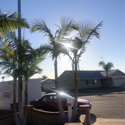 King Palm