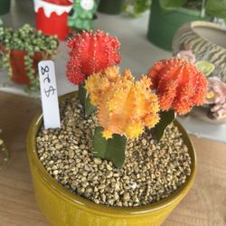 9” Ceramic Pot With Moon Cactus $28