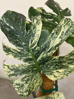 Big Monstera Mint