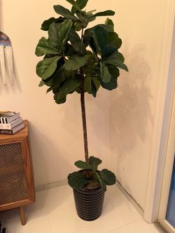 Large Fiddle Leaf Fig Tree in Pot