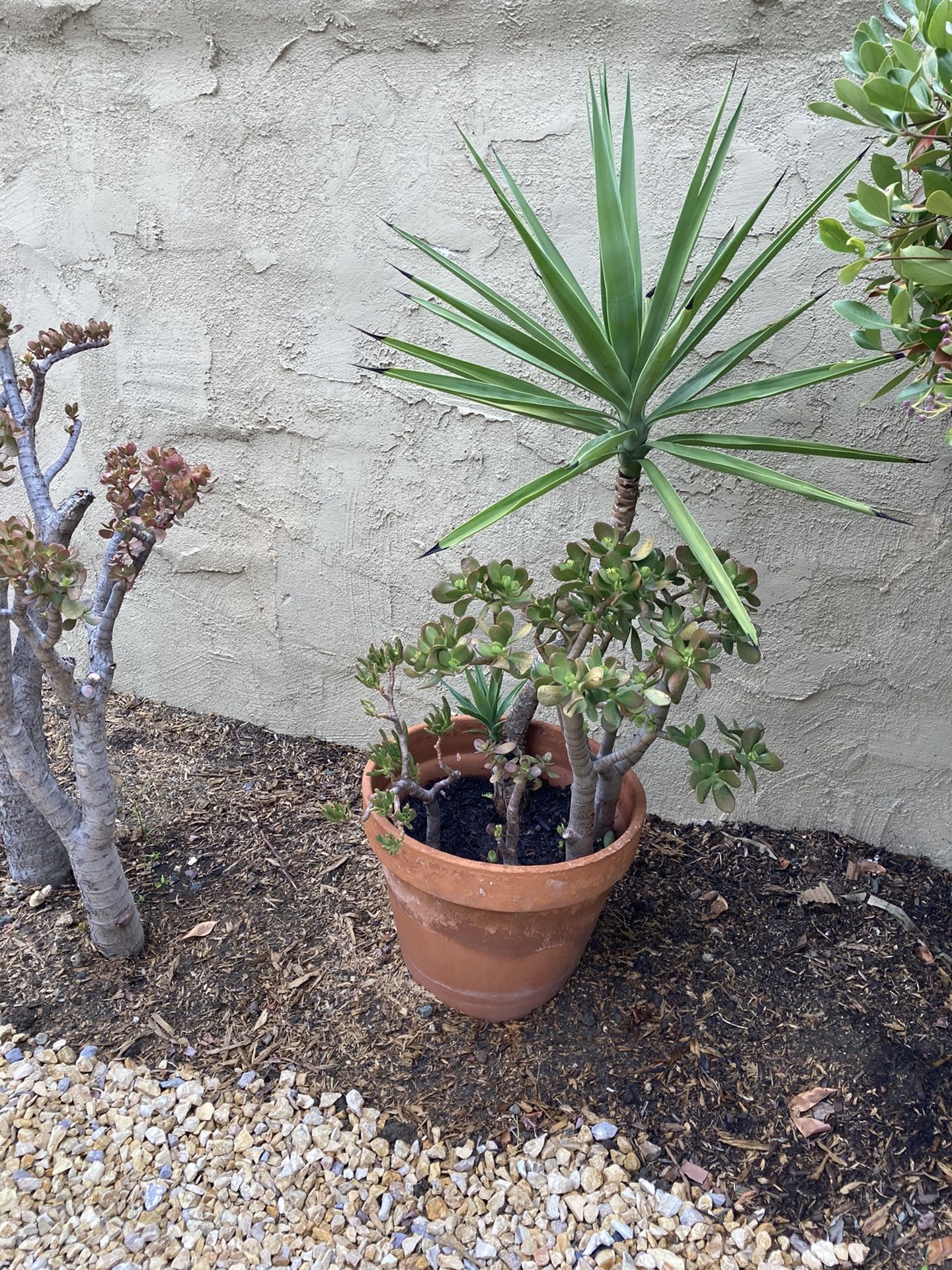 Potted plant w yucca and succulent